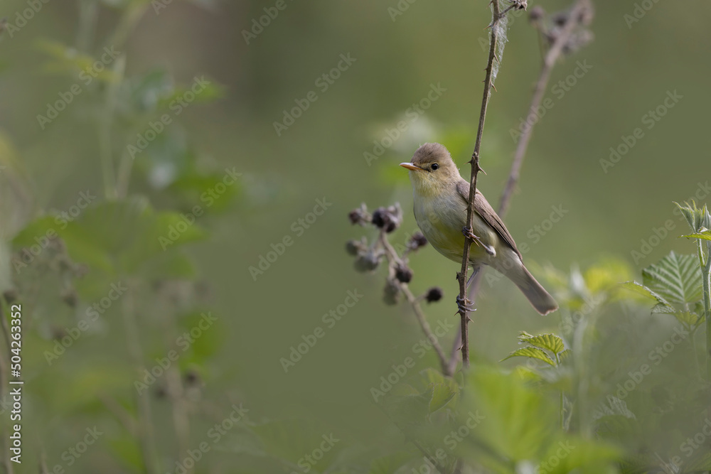 Obraz premium Melodious warbler Hippolais polyglotta male singing on bramble in Central France