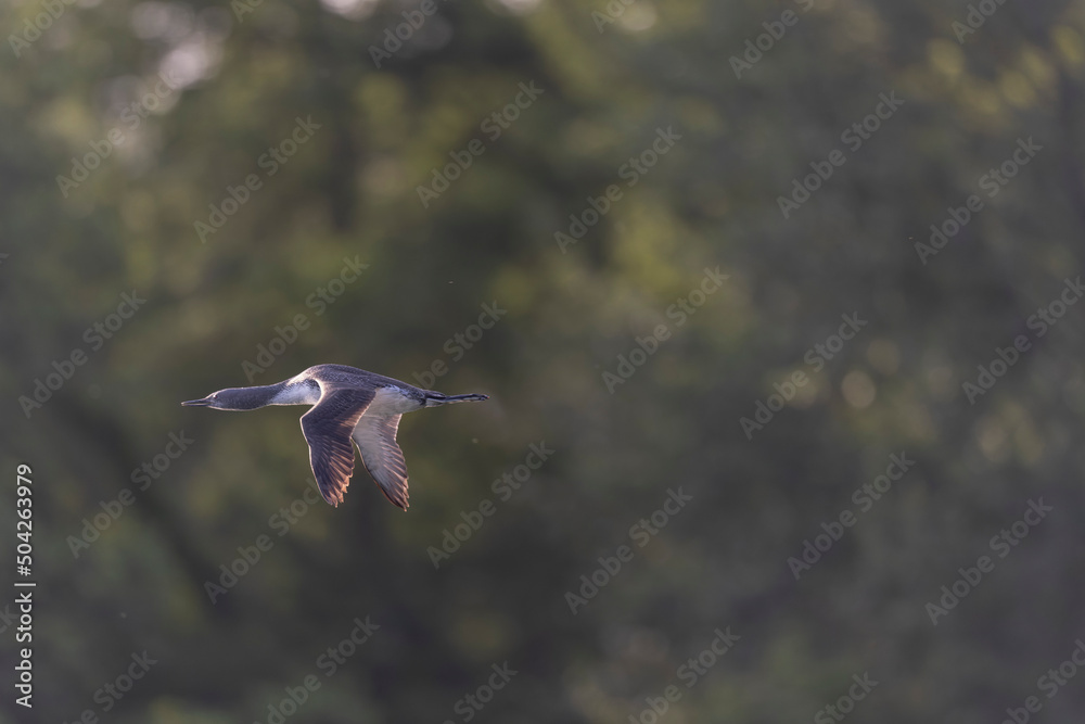 Gavia stellata Red-throated Loon in flight or taking off from a lake in Central France