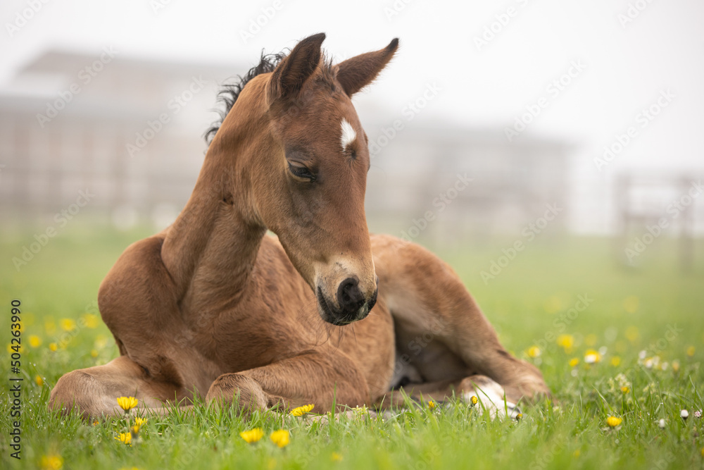 Fototapeta premium Fohlen im Frühlingsgras