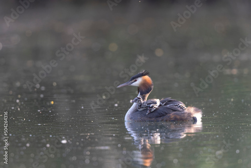 Great crested Grebe Podiceps cristatus on pond with chicks on back