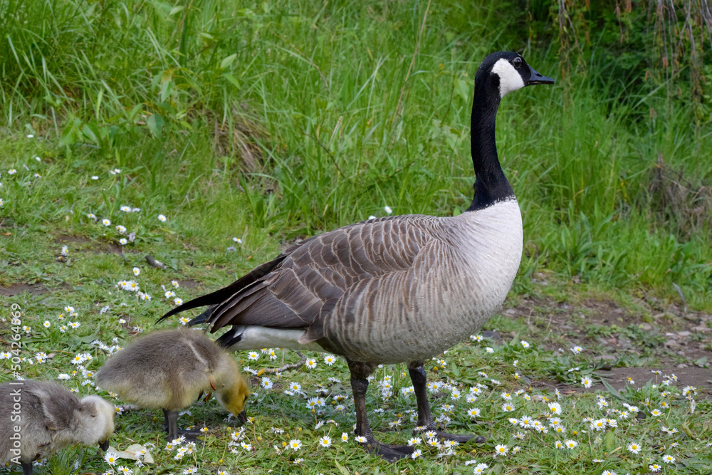 Canada Goose Landscape 01 Canada Goose Landscape 01