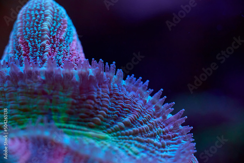 Fototapeta Naklejka Na Ścianę i Meble -  Lobophyllia close up sea coral and sea animals