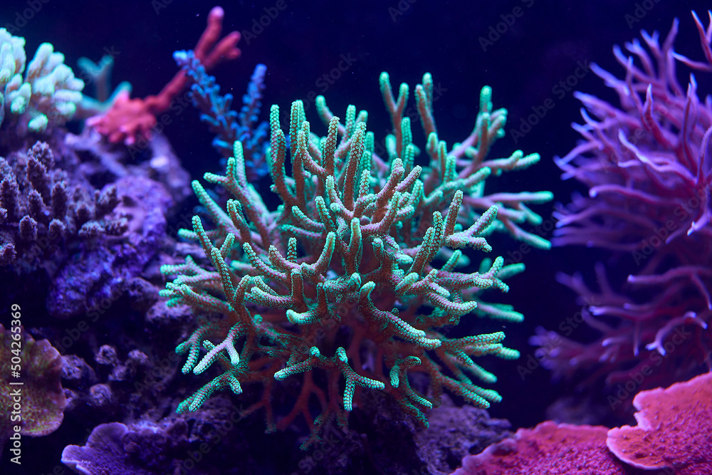 Naklejka premium colorful sea corals and marine animals acropora Millepora