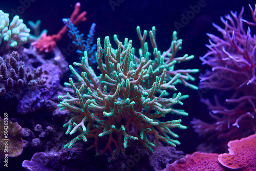 colorful sea corals and marine animals acropora Millepora © st.kolesnikov