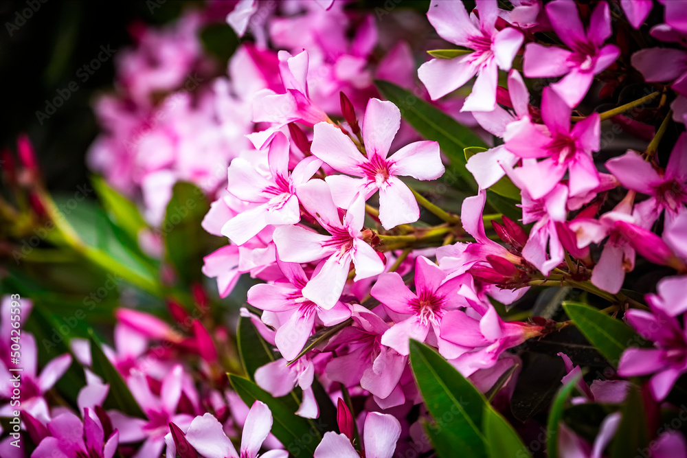 Naklejka premium Closeup of Pink flowers of Oleander Nerium in Israel in the spring. Poisonous flowering bush Oleander, a beautiful tropical ornamental plant in the botanical garden.