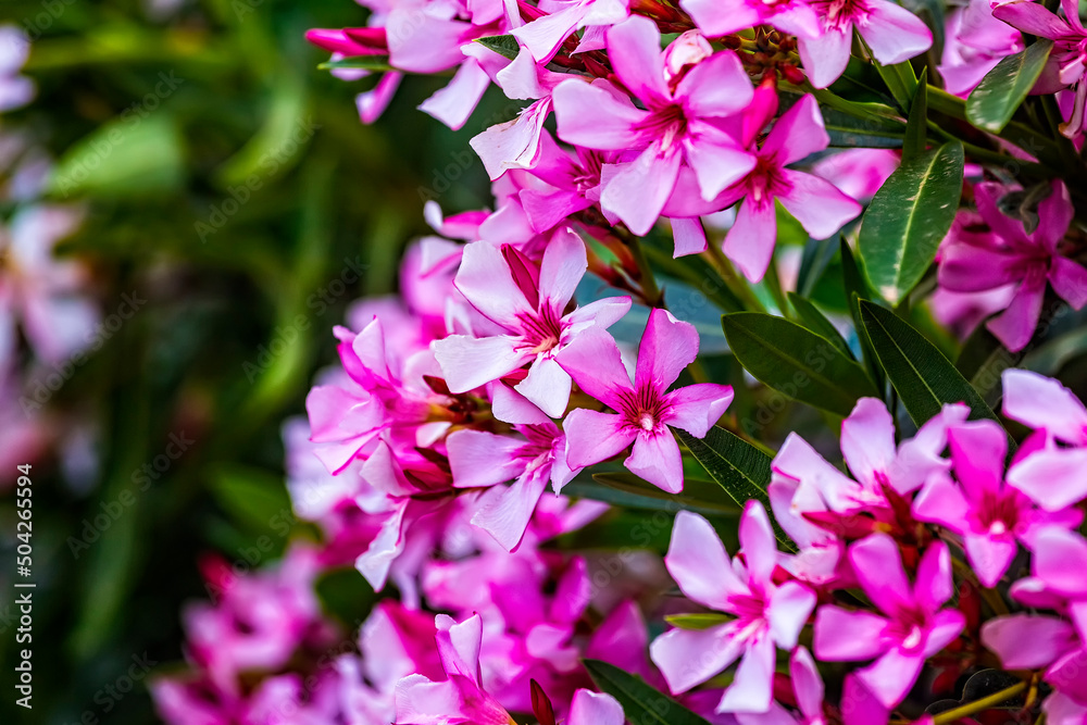 Closeup of Pink flowers of Oleander Nerium in Israel in the spring. Poisonous flowering bush Oleander, a beautiful tropical ornamental plant in the botanical garden. Closeup of Pink flowers of Oleander Nerium in Israel in the spring. Poisonous flowering bush Oleander, a beautiful tropical ornamental plant in the botanical garden.