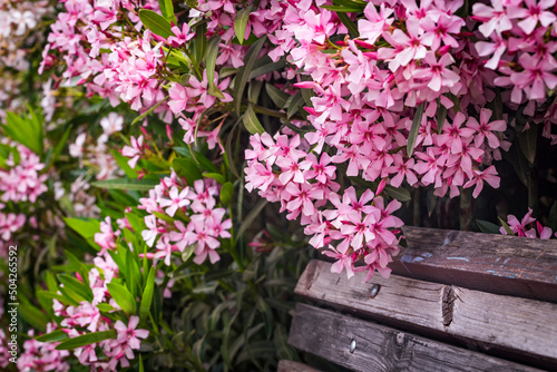Closeup of Pink flowers of Oleander Nerium in Israel in the spring. Poisonous flowering bush Oleander, a beautiful tropical ornamental plant in the botanical garden.