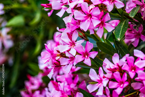 Closeup of Pink flowers of Oleander Nerium in Israel in the spring. Poisonous flowering bush Oleander, a beautiful tropical ornamental plant in the botanical garden.