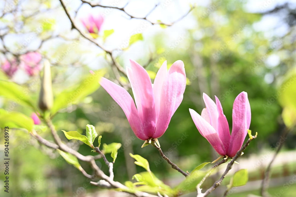 Obraz premium Pink blooming magnolia flowers close-up, beautiful natural background