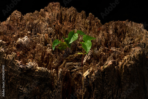 Tree sprouts with green leaves sprout through the old stump