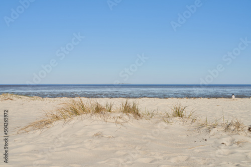 Fototapeta Naklejka Na Ścianę i Meble -  beach grass in the sand in front of the North Sea
