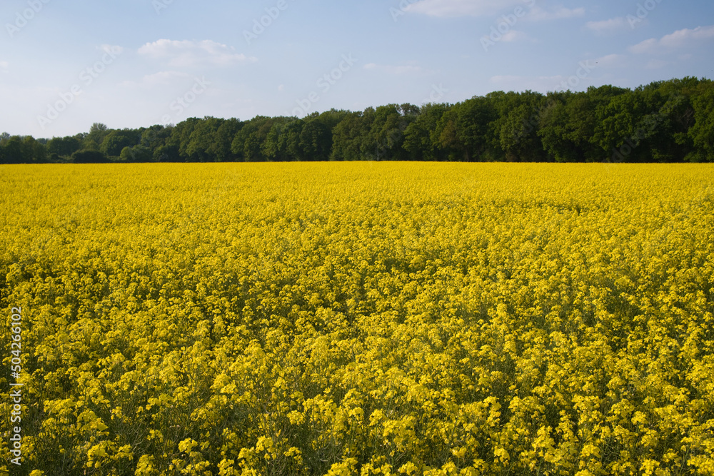 Obraz premium Raps Feld mit gelben Blüten