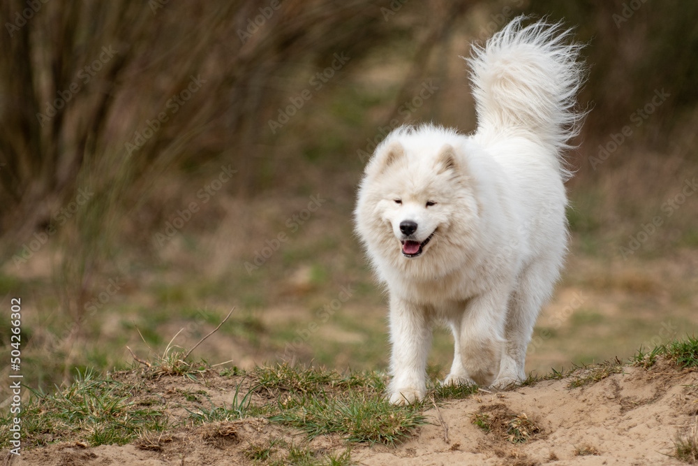 Młody Samoyed