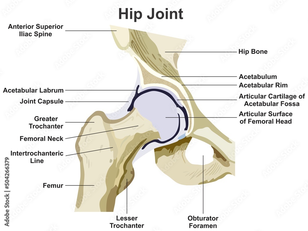 Hip Joint Anatomy Infographic Diagram for medical science education vector  drawing type ball and socket synovial joint cartoon illustration structure  chart parts femur bone capsule scheme Stock-Vektorgrafik | Adobe Stock