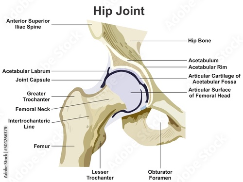 Hip Joint Anatomy Infographic Diagram for medical science education vector drawing type ball and socket synovial joint cartoon illustration structure chart parts femur bone capsule scheme 