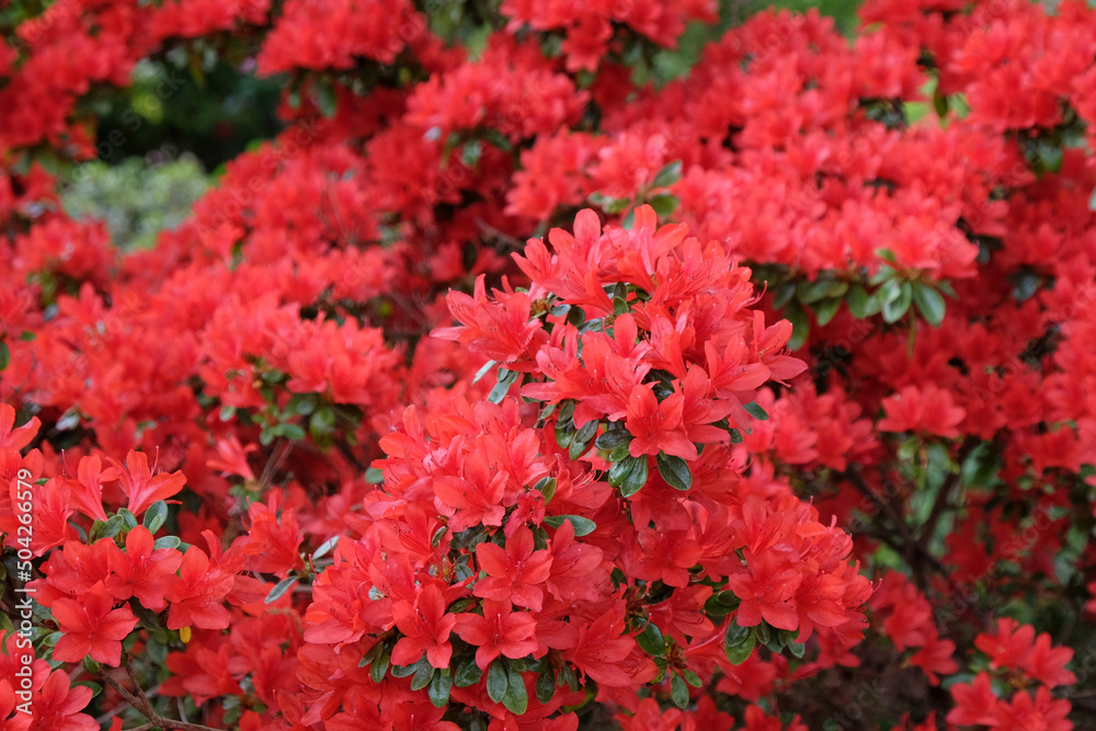 Red Rhododendron 'Rustica' in flower Red Rhododendron 'Rustica' in flower