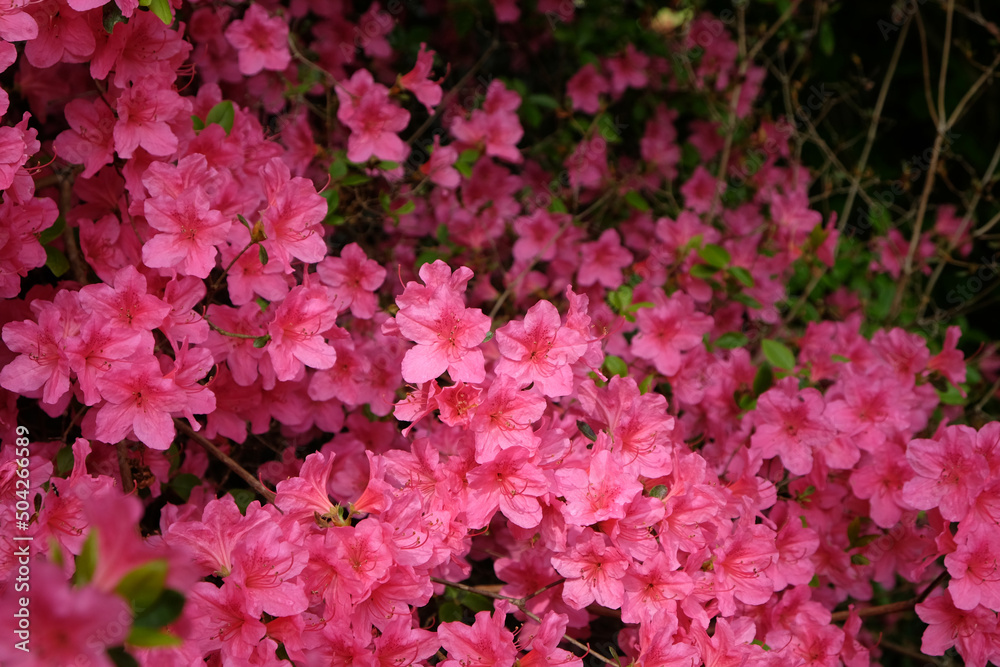 Pink rhododendron 'Sir William Lawrence' in flower. Pink rhododendron 'Sir William Lawrence' in flower.