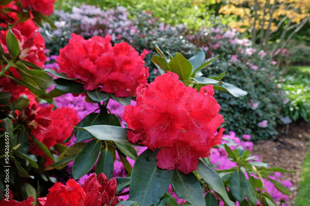 Bright red rhododendron 'Markeeta's Prize' in flower Bright red rhododendron 'Markeeta's Prize' in flower