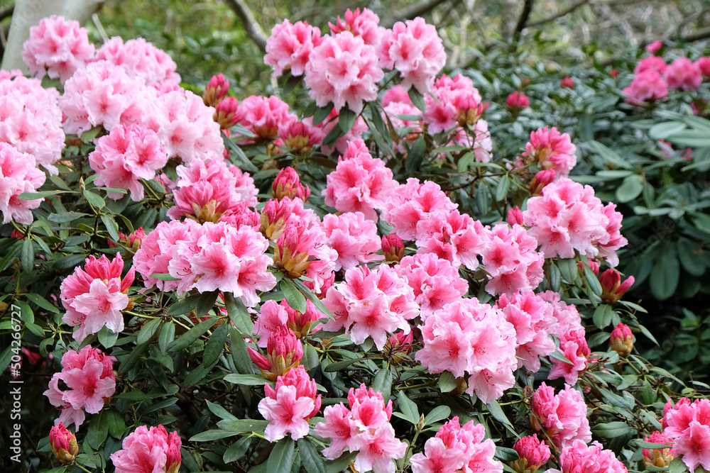 Pink and white Rhododendron 'Hydon Dawn' in flower