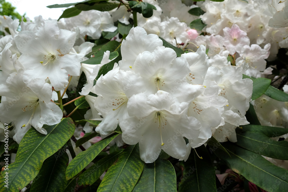 Pink Rhododendron 'Loderi Fairyland' in flower Pink Rhododendron 'Loderi Fairyland' in flower