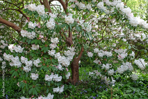 Large white Rhododendron 'Loderi Pink Diamond' in flower. photo