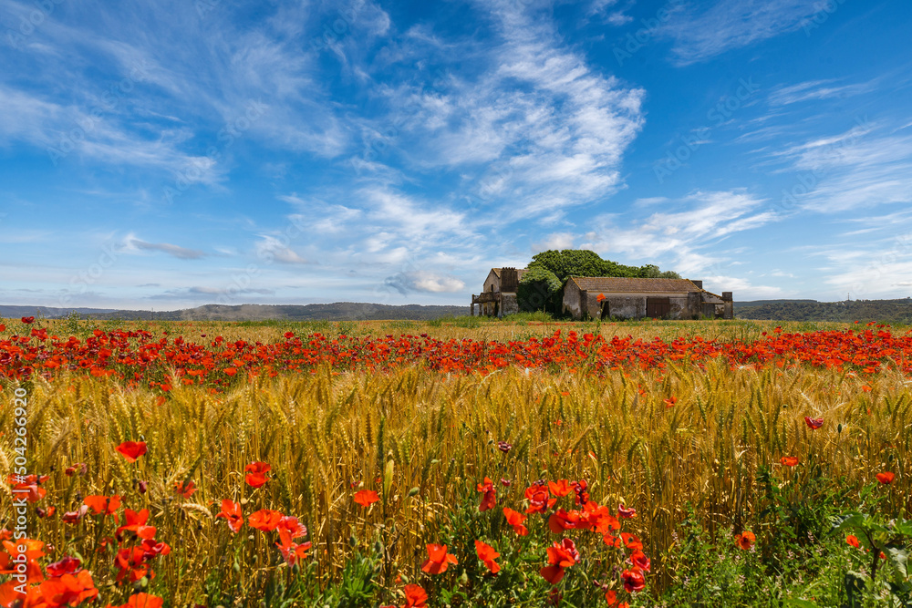 Abandoned house in the middle of the yellow fields of wheat and red poppies. Golden plains in the crop season in the village of Chamusca, Ribatejo - Portugal