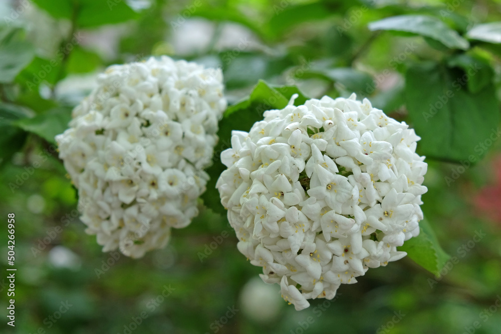 Viburnum opulus roseum 'snowball' in flower. Viburnum opulus roseum 'snowball' in flower.