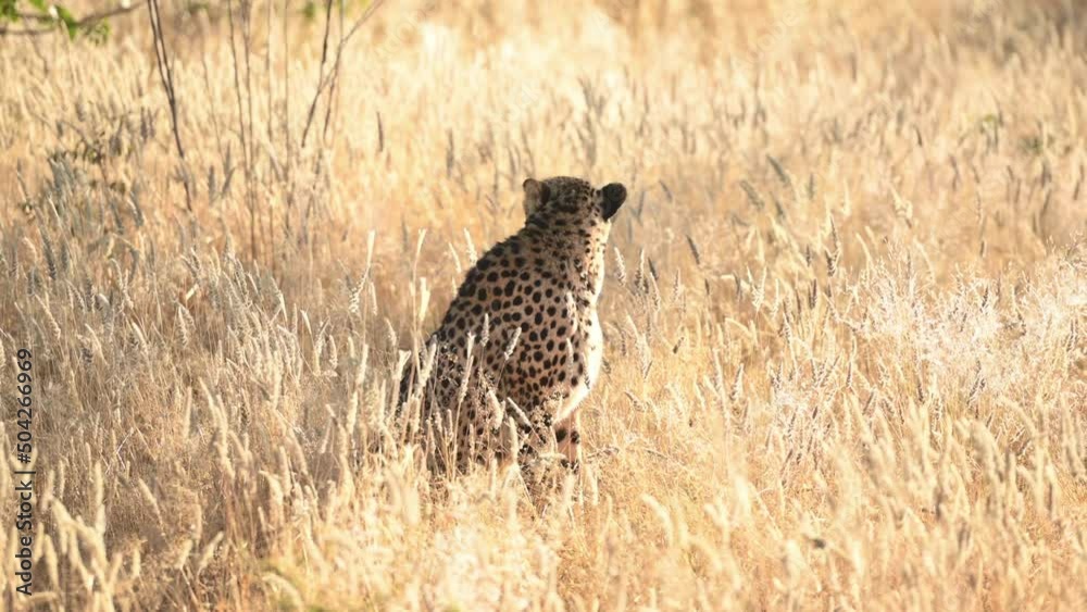 Cheetah is outdoors in the wildlife Cheetah is outdoors in the wildlife