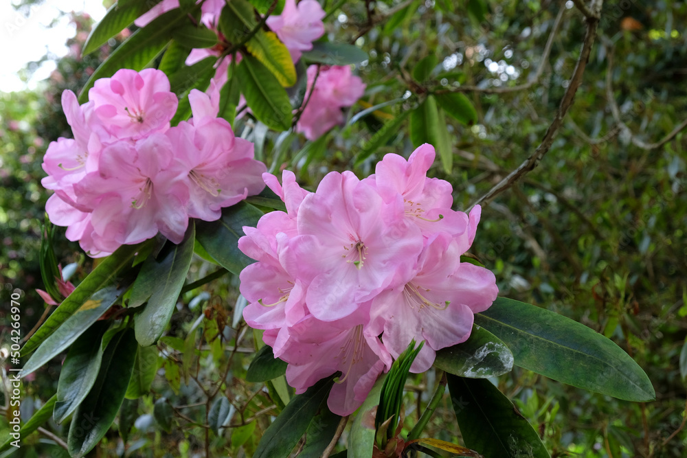 Pale pink Rhododendron in flower.