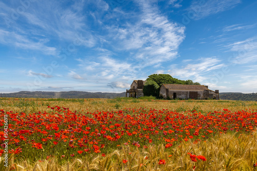Abandoned house in the middle of the yellow fields of wheat and red poppies. Golden plains in the crop season in the village of Chamusca  Ribatejo - Portugal