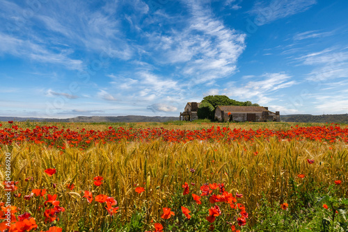 Abandoned house in the middle of the yellow fields of wheat and red poppies. Golden plains in the crop season in the village of Chamusca  Ribatejo - Portugal