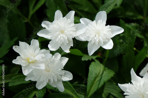 White double wood anemone 'Vestal' in flower photo