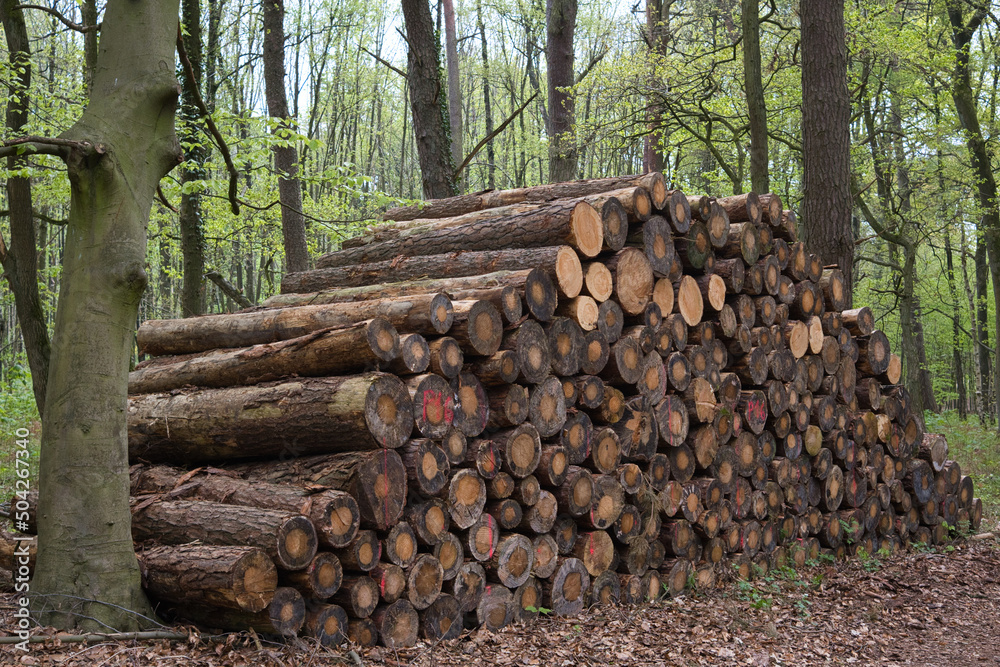 Bauholz Lager im Wald