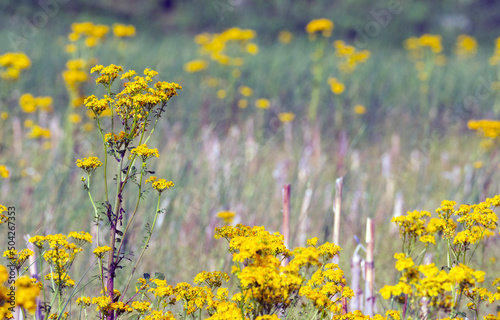 A field of yellow wildflowers. 