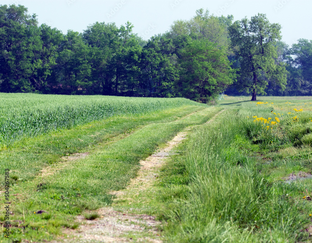 A grassy road leading to a forest. 