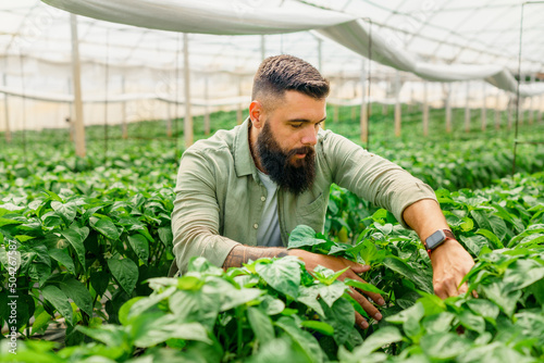 Men in 30' small business owner checking his pepper plants in greenhouse.