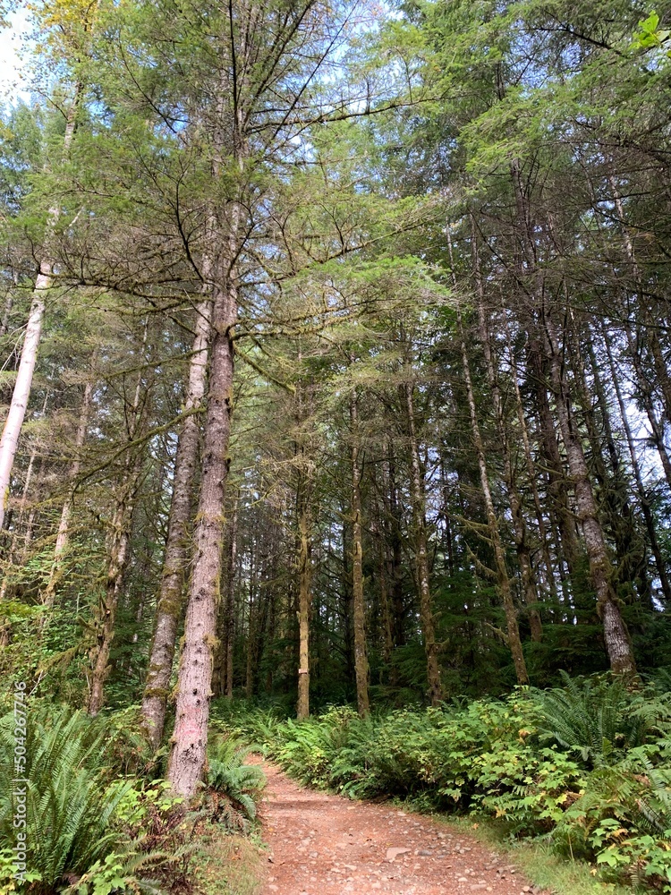 Fototapeta premium path in the forest