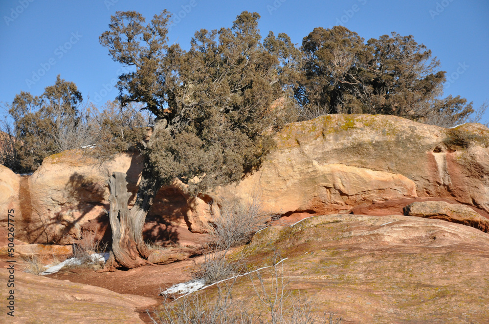 Evergreen tree with damaged trunk growing on sandstone geological formation at Red Rocks Park in Morrison Colorado Evergreen tree with damaged trunk growing on sandstone geological formation at Red Rocks Park in Morrison Colorado