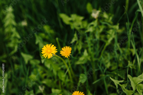 Close-up beautiful yellow dandelion flowers bloom in nature in green grass in spring. Photography of nature.