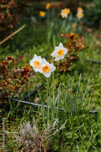 Close-up beautiful white flowers daffodils bloom in the garden. Photography of nature.