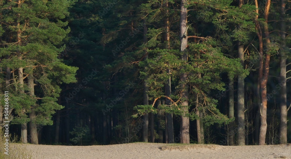 Fototapeta premium Entrance to the fabulous dense forest. Pine ancient forest.
