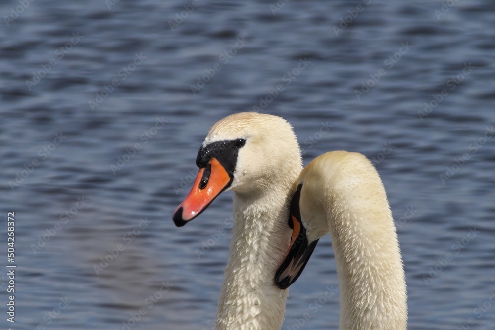 Fototapeta premium Love games of two swans. Selective focus.