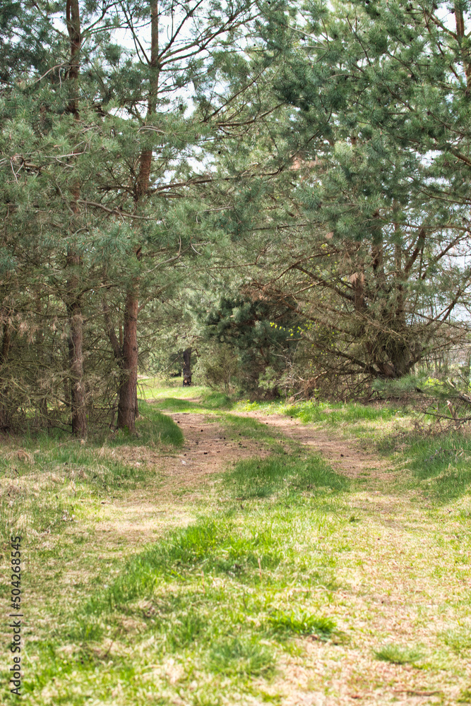 Fototapeta premium Spring landscape in Podlasie, sunny May day