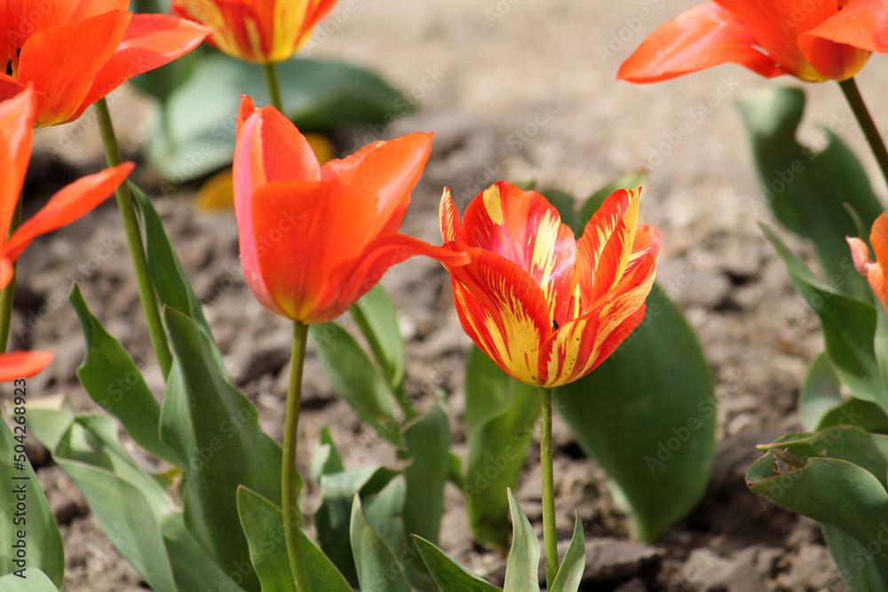 Tulip broken by viruses. Variegated colors produced by Tulip Breaking Virus (mosaic virus) Tulip broken by viruses. Variegated colors produced by Tulip Breaking Virus (mosaic virus)