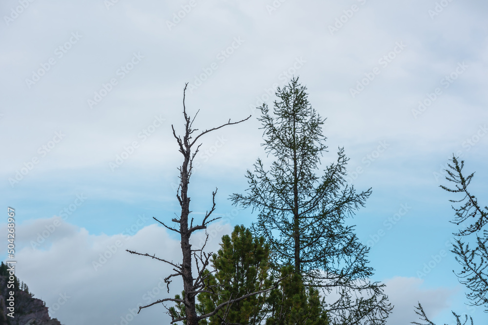 Atmospheric landscape with sharp top of dry tree in cloudy sky. Old dry tree top silhouette against cloudy skies. Minimal nature background with old coniferous trees tops in blue sky with clouds. Atmospheric landscape with sharp top of dry tree in cloudy sky. Old dry tree top silhouette against cloudy skies. Minimal nature background with old coniferous trees tops in blue sky with clouds.