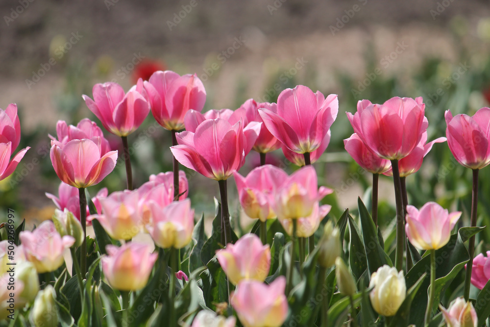 Bright pink tulip flowers in spring garden