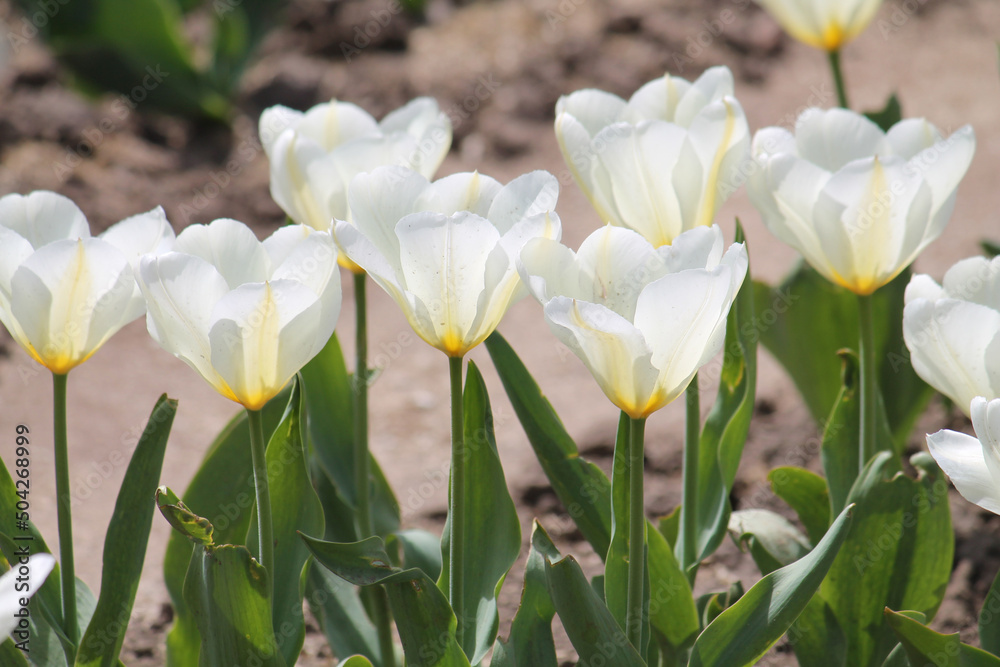 Bright white tulip flowers in spring garden Bright white tulip flowers in spring garden