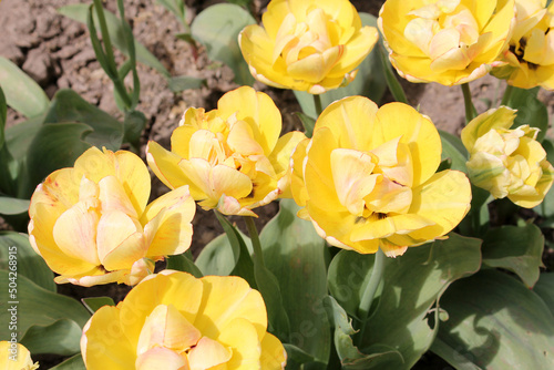 Bright yellow Double early tulip flowers in spring garden