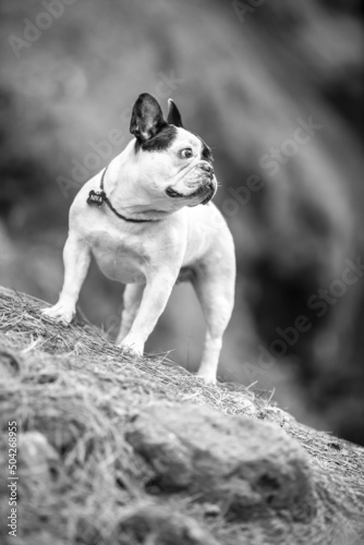 little french bulldog posing in the forest