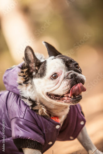 little french bulldog posing in the forest